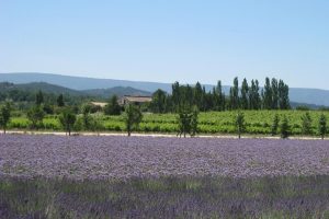 Provence-Natur